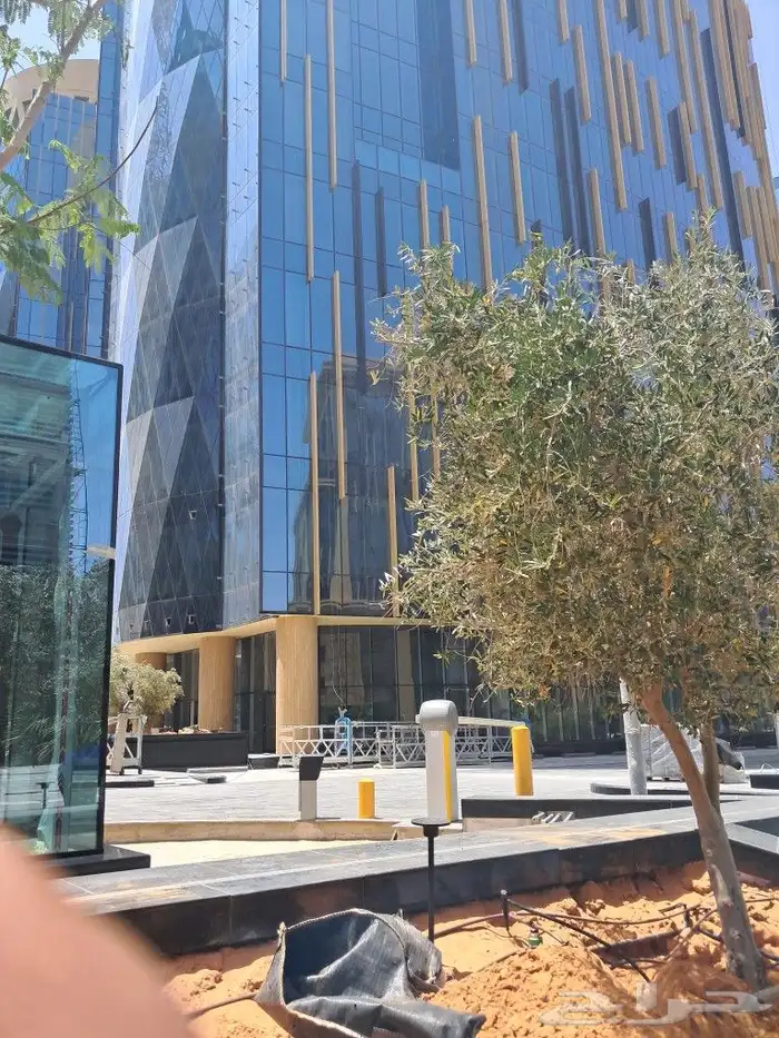 زيتون مثمر نيبالي مراكن 3