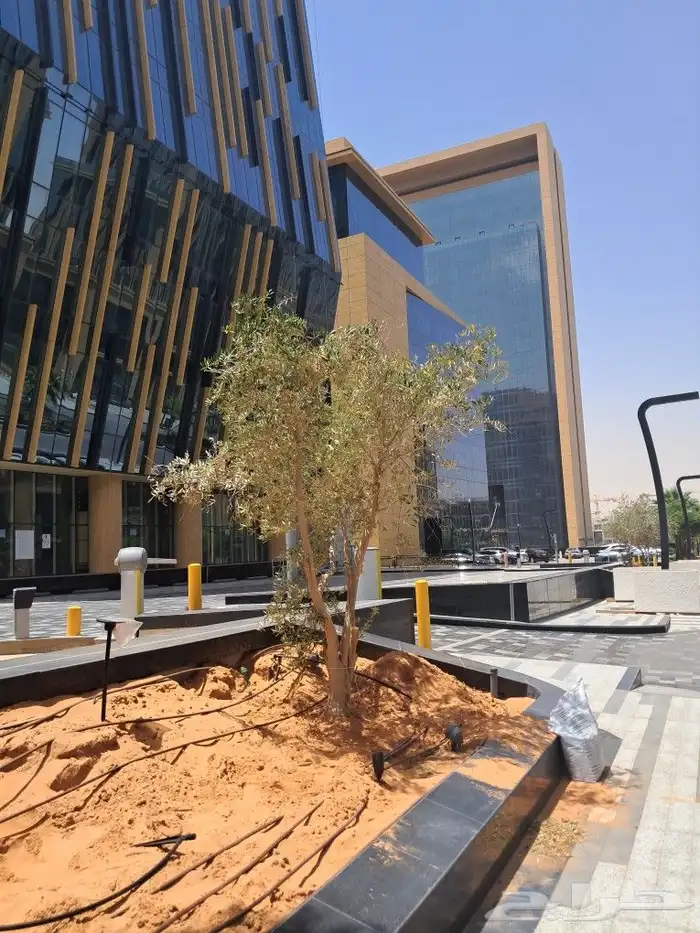 زيتون مثمر نيبالي مراكن 1