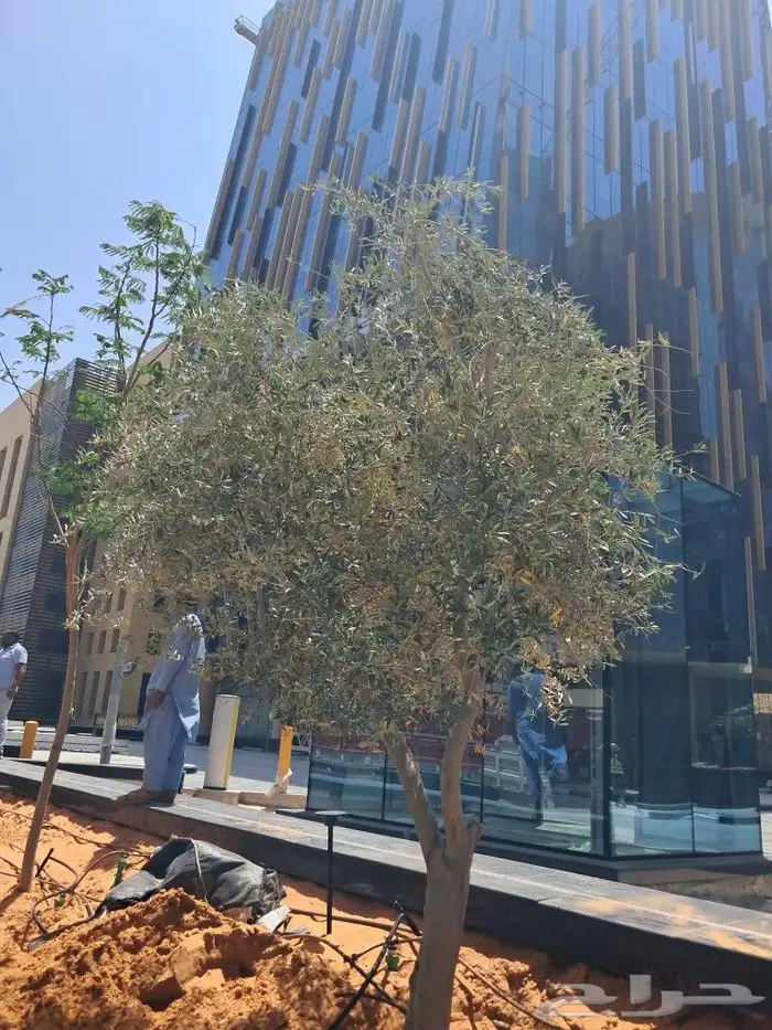 زيتون مثمر نيبالي مراكن 2