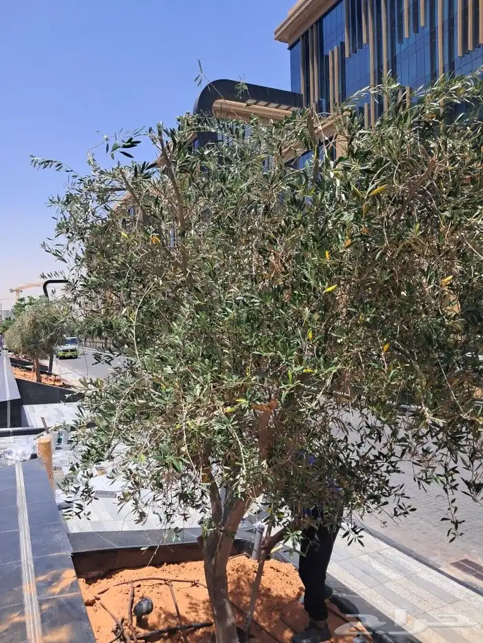 زيتون مثمر نيبالي مراكن 0