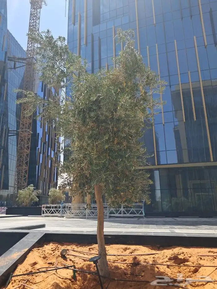 زيتون مثمر نيبالي مراكن 5