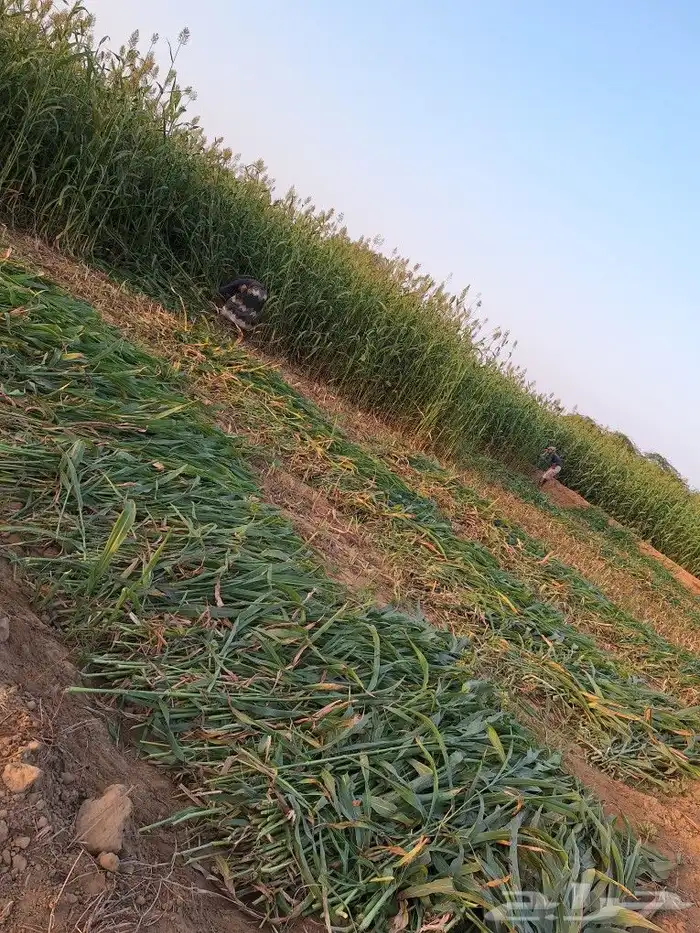 علف قصب ذره حمراء 1