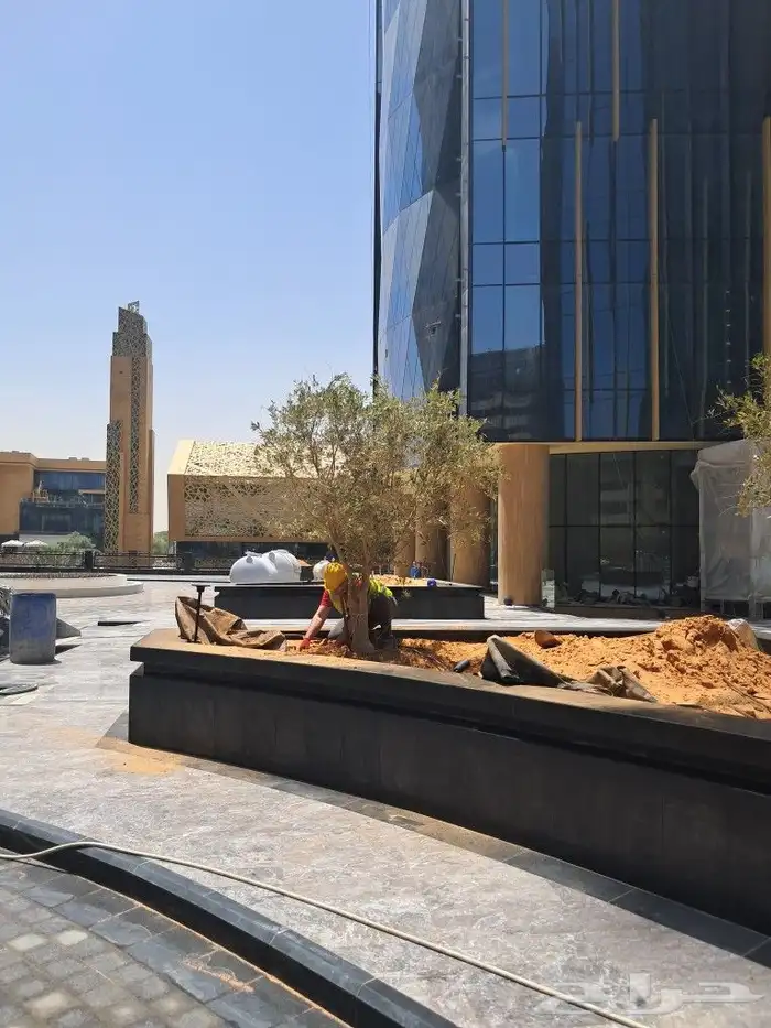 زيتون مثمر نيبالي مراكن 8