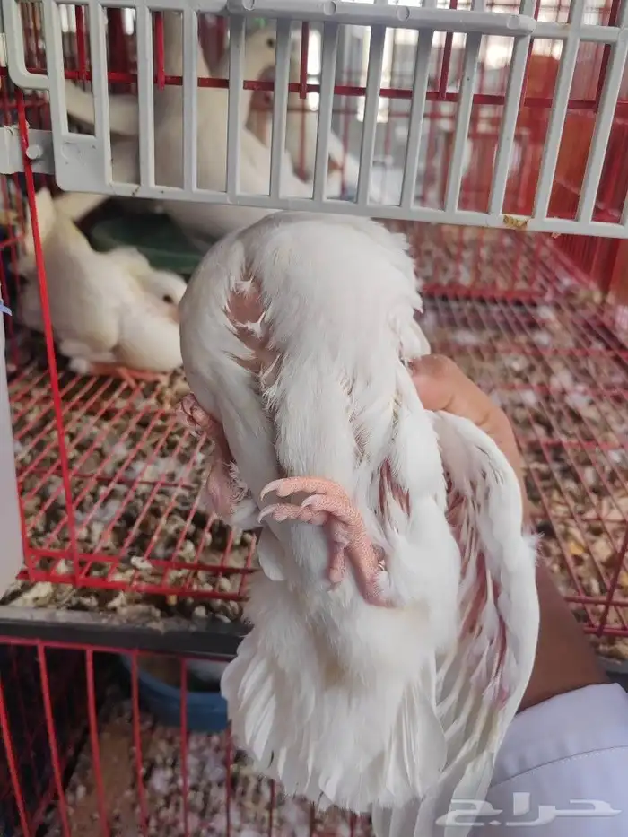 زغاليل فرنسي شرط شحم ولحم ما شاء الله 7