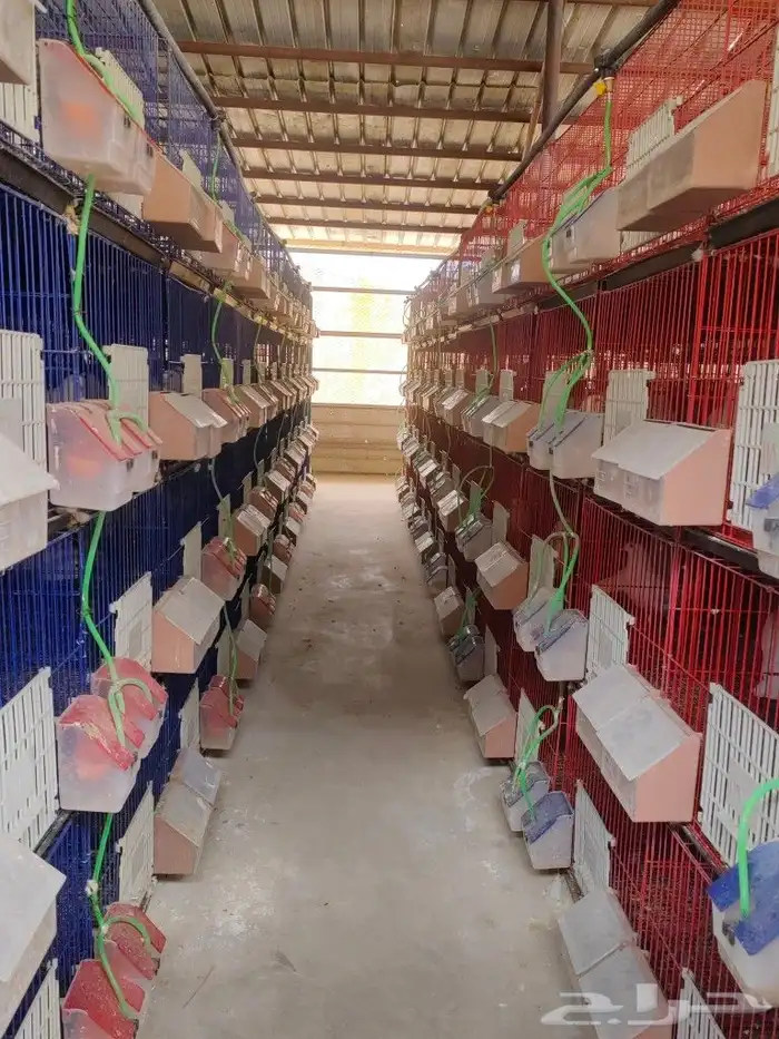 زغاليل فرنسي شرط شحم ولحم ما شاء الله 8