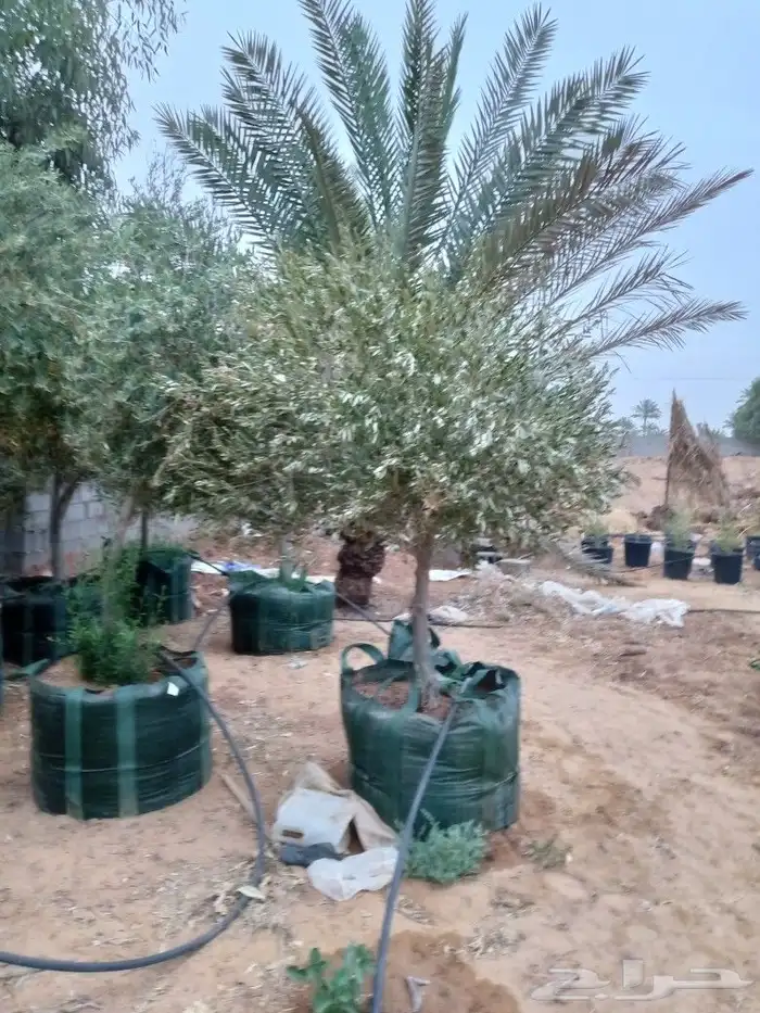 يوجد لدينا جميع انواع أشجار النخيل والزيتون 2