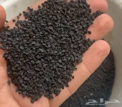 بذور بصل يمني رقم واحد 2