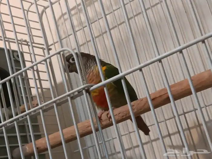 ذكر كنيور للبيع 1