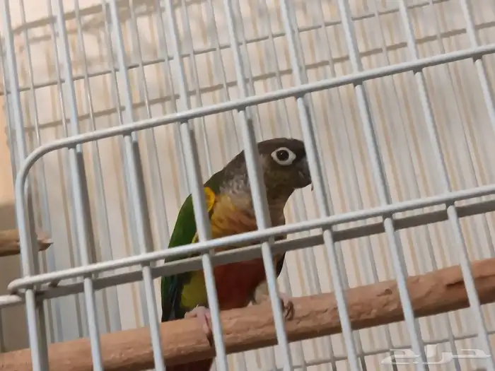 ذكر كنيور للبيع 3