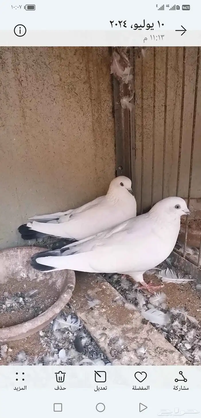 3 اجواز حمام قلاب..باكستاني وحشي.. باكستاني رام بوري.. قطيفي 4
