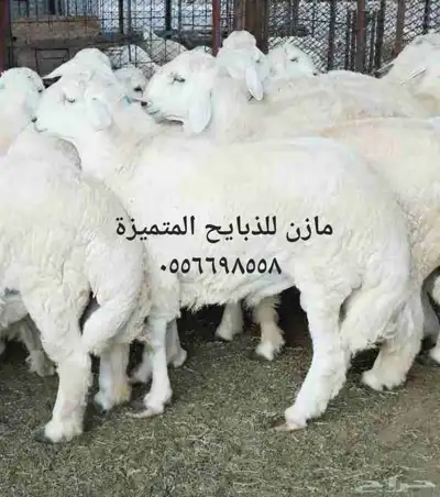 مازن للذبايح المتميزة والتربية 0