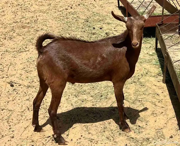 تم البيع   ضاحي للبيع اعياد تيويس الموقع احد رفيده 0