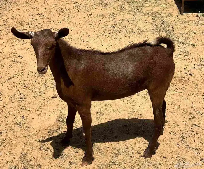 تم البيع   ضاحي للبيع اعياد تيويس الموقع احد رفيده 1