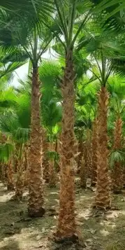 نخل واشنطن 5