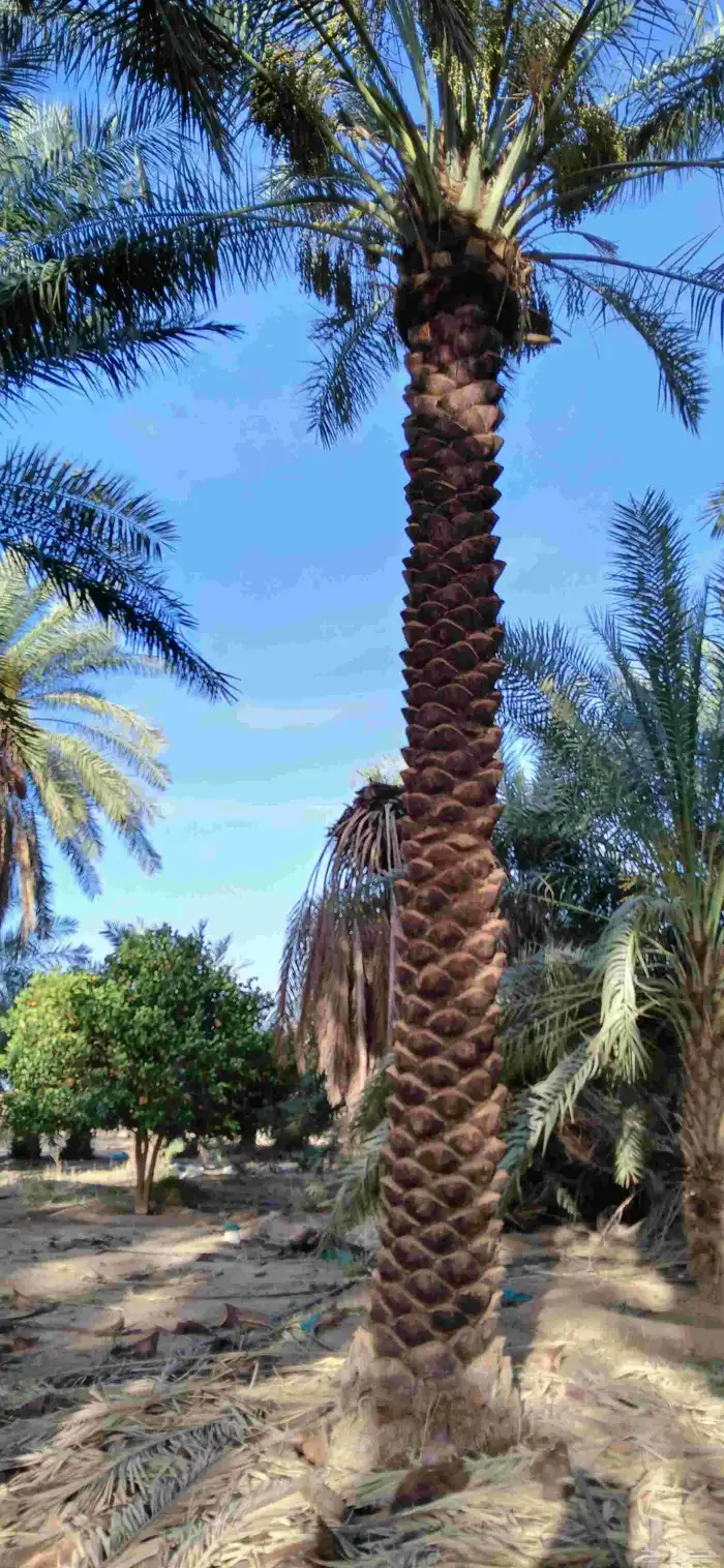 نخل للبيع 9