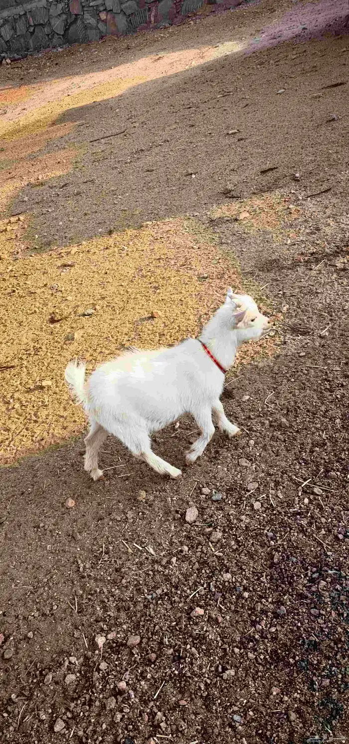 تيس قزم 3