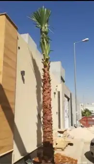 نخل واشنطن 7