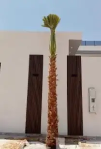 نخل واشنطن 8