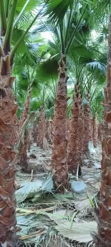 نخل واشنطن 2