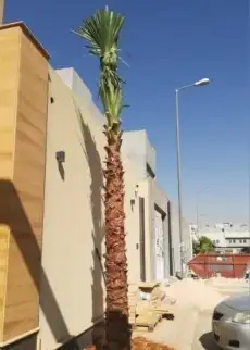 نخل واشنطن 9