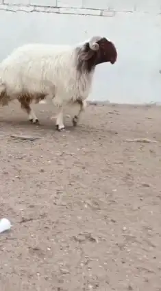 فحل نعيمي صنف للبيع 2