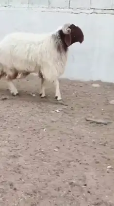 فحل نعيمي صنف للبيع 3