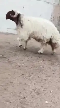 فحل نعيمي صنف للبيع 1