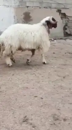 فحل نعيمي صنف للبيع 0