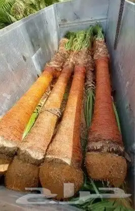 نخل واشنطن 4