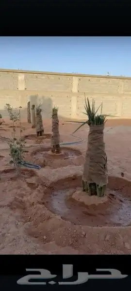 السلام عليكم ورحمه الله وبركاته عندنا نخل طيب نتواجد في الطا 8