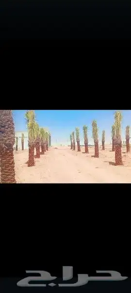 السلام عليكم ورحمه الله وبركاته عندنا نخل طيب نتواجد في الطا 6
