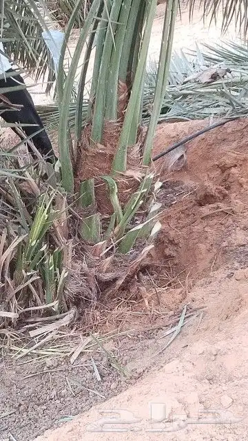 النخل للبيع 6