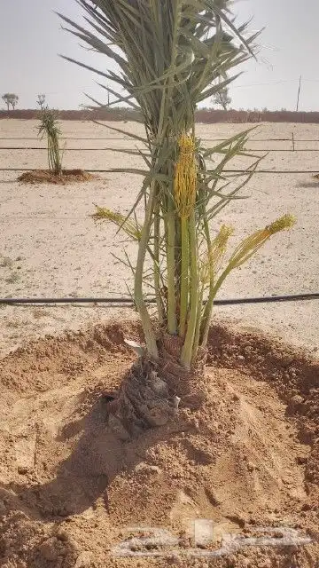 السلام عليكم ورحمه الله وبركاته عندنا نخل طيب نتواجد في الطا 2