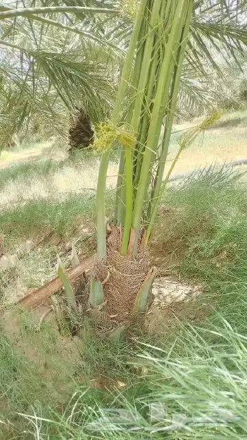 السلام عليكم ورحمه الله وبركاته عندنا نخل طيب نتواجد في الطا 1