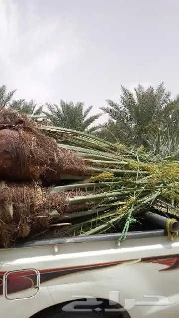السلام عليكم ورحمه الله وبركاته عندنا نخل طيب نتواجد في الطا 0