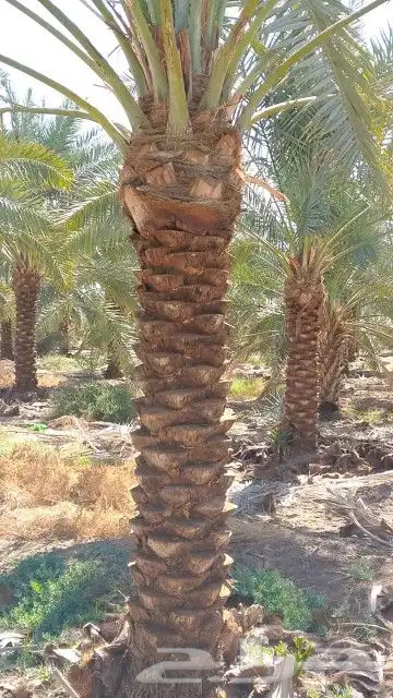 النخل للبيع 4