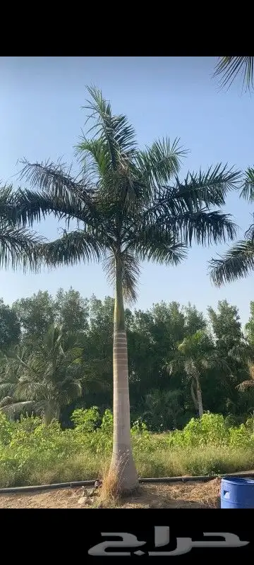 نخل للبيع 4