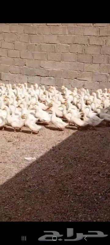 بريد مرحب ا للبيع بط بكين ممتاز وبصحة ممتازة ولله الحمد. الع 1