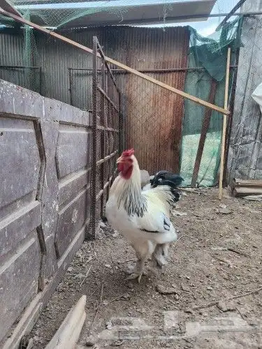 نجران طريق المشروع 0