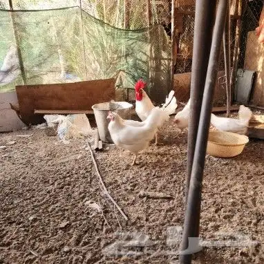 نجران طريق المشروع 1