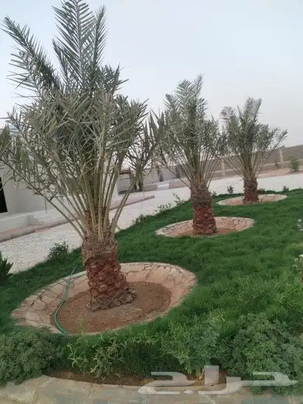 النخل للبيع 1