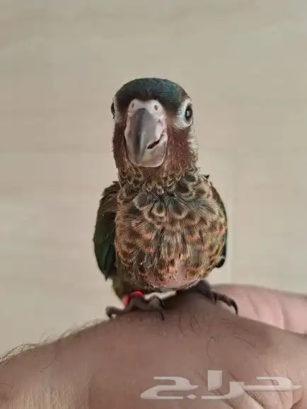 فرخ كنيور بانتد تم البيع 0