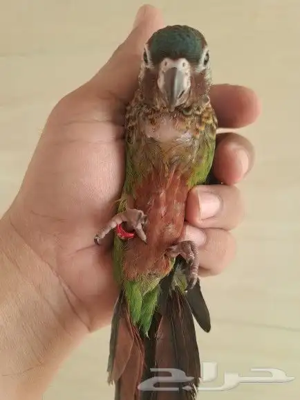 فرخ كنيور بانتد تم البيع 2