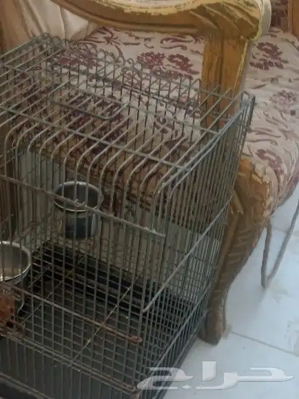 قفص ببغاء 2
