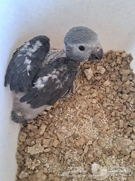 فرخ غيني تم البيع 1