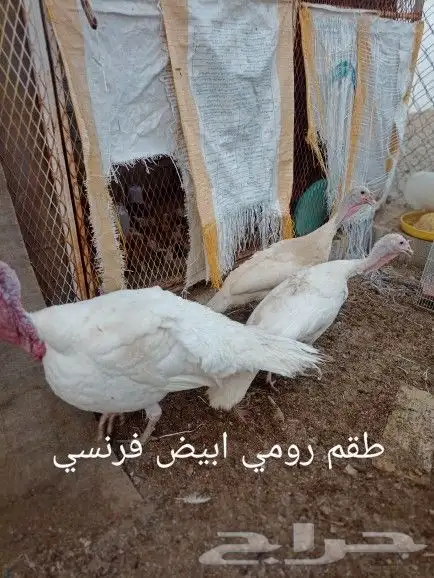 دجاج رومي منتج 1