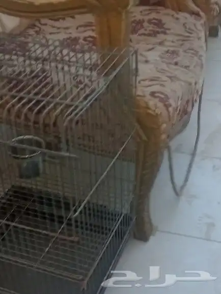 قفص ببغاء 3