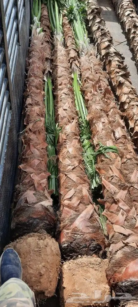 نخل واشنطن 1