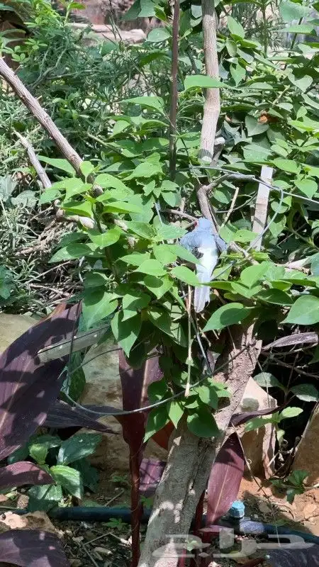الطيور وسناجب 0