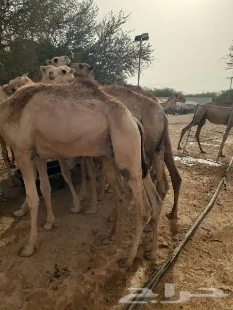 حشيان صومالي تبارك الرحمن 2